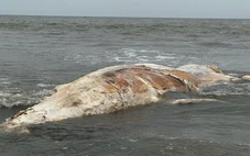 Xác cá voi hơn 5 tấn dạt vào bờ biển Nghệ An