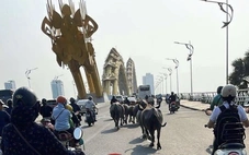 Bầy trâu 'đi lạc' lên cầu Rồng và trung tâm Đà Nẵng, chính quyền đang kiểm tra