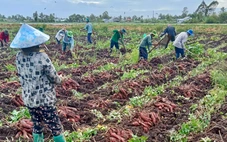 Khoai lang tăng 3.000-4.000 đồng/kg, nông dân An Giang thu lợi nhuận trăm triệu