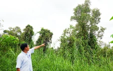 Rừng tràm U Minh Thượng tái sinh, nhiều cây cao hơn 10m sau trận cháy 2002