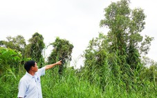 Rừng tràm U Minh Thượng tái sinh, nhiều cây cao hơn 10m sau trận cháy 2002