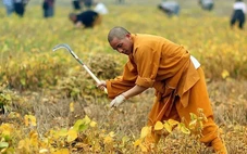 Các nhà sư Thiếu Lâm Tự làm nông