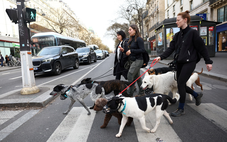 Cuộc đua thị trưởng Paris kịch tính vì thú cưng