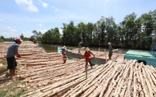 Mùa lái tràm U Minh