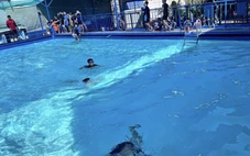 Phụ huynh bức xúc với phí cấp chứng nhận học bơi, trường nói gì?