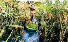 TP.HCM xây dựng thêm dự án ngăn triều hơn 1.230 tỉ