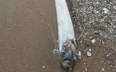 Thêm 1 con cá rồng biển trôi dạt vào vùng biển Bình Thuận