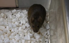 Nhân bản vô tính không thể kéo dài vô hạn, dừng lại ở thế hệ 58