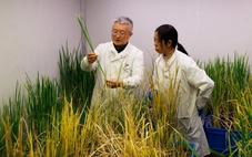 Thử nghiệm biến lúa thành cây trồng lâu năm