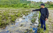 Ruộng dân sát cao tốc Chí Thạnh - Vân Phong 'chết' vì dầu nhớt và thiếu nước