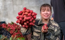 Thủ phủ vải thiều trước chính vụ: Lo giảm sản lượng, quyết giữ chất lượng