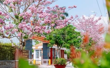 Sắc hồng kèn hồng tô thắm doanh trại