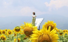 Rực vàng cánh đồng hoa hướng dương ven sông Vu Gia, du khách đổ xô check-in