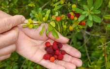 Dâu rừng chín đỏ trên dãy Hoành Sơn