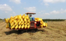 Nông dân miền Tây xoay xở với chi phí tăng