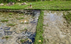 Công an điều tra vụ dầu nhớt tràn ruộng lúa bên cao tốc Chí Thạnh - Vân Phong