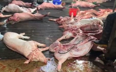 Thủ tướng yêu cầu chấn chỉnh công tác kiểm dịch của lực lượng thú y