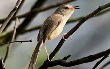 Phát hiện 4 loài chim lạ chưa từng được công bố ở Phong Nha - Kẻ Bàng