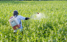 Nghiên cứu chấn động: Thuốc diệt nấm có thể tàn phá sức khỏe 20 thế hệ