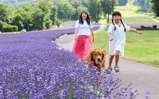 Khám phá mùa hoa rực rỡ tại vùng Kanto, Nhật Bản