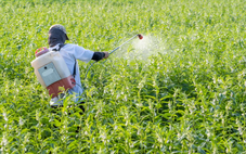 Nghiên cứu chấn động: Thuốc diệt nấm có thể tàn phá sức khỏe 20 thế hệ