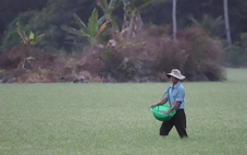 Phân bón tăng giá, kêu gọi nông dân tiết kiệm