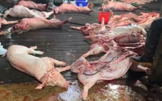 Cách cán bộ kiểm dịch vòi tiền, 'mở cửa' cho 3.600 con heo bệnh vào chợ, bếp ăn trường học