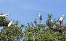 Đồng Tháp mạnh tay xử lý nạn săn bắt động vật hoang dã, bắt thuỷ sản bằng điện