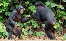 ‘Nội chiến’ hiếm gặp ở tinh tinh: điều gì đang xảy ra?