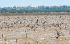 Cây mắm biển trong rừng ngập mặn chết hàng loạt