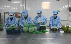 Tốc độ phát triển kinh tế của Vĩnh Long có nhiều khởi sắc