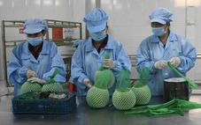 Tốc độ phát triển kinh tế của Vĩnh Long có nhiều khởi sắc