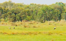 Sếu đầu đỏ liên tục về Khu bảo tồn Phú Mỹ: Chuyên gia nói gì?