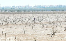 Cây mắm biển trong rừng ngập mặn chết hàng loạt