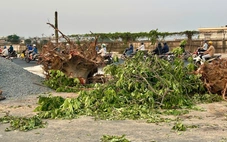 Di dời, đốn hạ cây xanh khu vực Trường Chinh - Phạm Văn Bạch để làm metro số 2