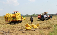 Gạo Việt đang 'bỏ rơi' thị trường thuế suất 0%?