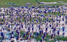 Đàn cò nhạn quý hiếm bay lượn, đậu kín ruộng hoang ở Tuy Hòa