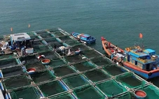 Hơn 90 tấn cá bớp nuôi lồng bè ở đảo Lý Sơn chết do 'vi khẩn cơ hội' bùng phát