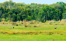 Sếu đầu đỏ liên tục về Khu bảo tồn Phú Mỹ: Chuyên gia nói gì?