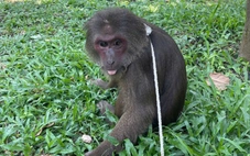 ‘Tiểu ngộ không’ đi lạc vào chùa Huyền Không, các sư thầy báo kiểm lâm bắt lại