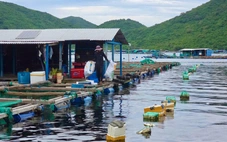 Yêu cầu di dời lồng bè nuôi thủy sản khỏi vịnh Vũng Rô