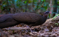 5 phút 'nín thở' chụp trĩ sao - loài chim quý hiếm bậc nhất Việt Nam