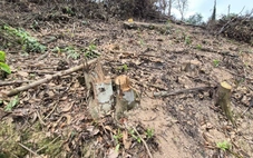 Hai anh em bị phạt hơn 146 triệu đồng vì phá hơn 4.200m2 rừng