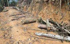 Hai anh em bị phạt hơn 146 triệu đồng vì phá hơn 4.200m² rừng