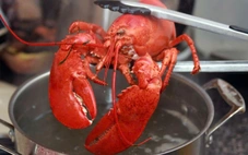 Tôm hùm có cảm giác đau, con người nên đối xử ra sao?