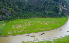 Ninh Bình mời gọi du khách về ngắm mùa vàng Tam Cốc
