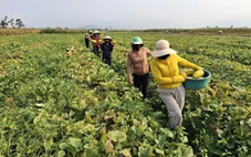 Cả làng thu hoạch 10 tấn dưa giúp người phụ nữ không may bị tai nạn gãy chân