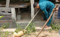 Nguy cơ dịch dại từ vụ chó cắn 4 người, Quảng Ngãi siết quản lý vật nuôi