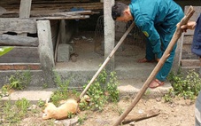 Nguy cơ dịch dại từ vụ chó cắn 4 người, Quảng Ngãi siết quản lý vật nuôi