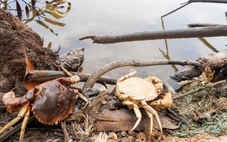 Nắng nóng làm hơn 1.000ha thủy sản thiệt hại, Cà Mau xin 50 tấn chlorine khắc phục